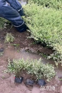 高度70厘米卫矛