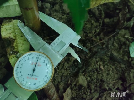 1公分香椿