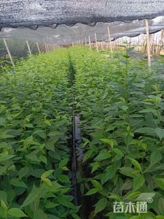 0.3公分福建山樱花