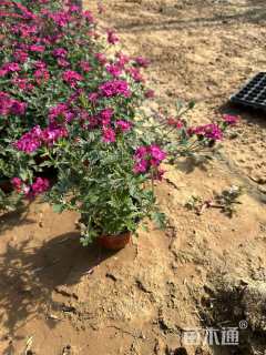 高度20厘米欧石竹