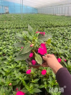 高度20厘米超级凤仙花