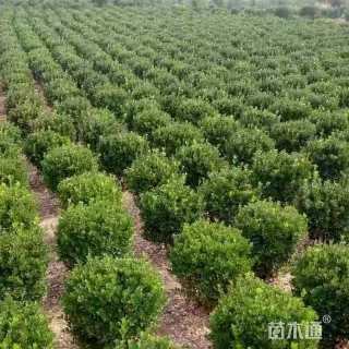 高度200厘米黄杨