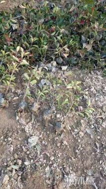 0.5公分红叶石楠