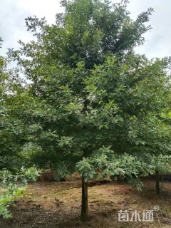 15公分美国红枫