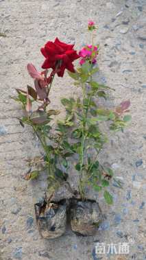 高度40厘米月季