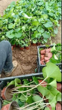 高度25厘米大吴风草