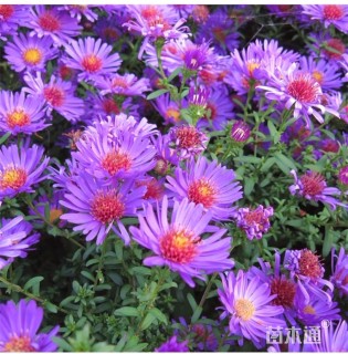 高度25厘米紫菀