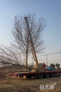 18公分北美红枫