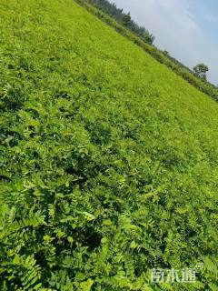 高度120厘米紫穗槐小苗