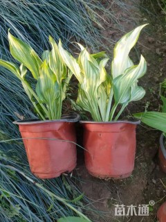 高度20厘米金边玉簪