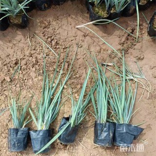 高度15厘米紫露草