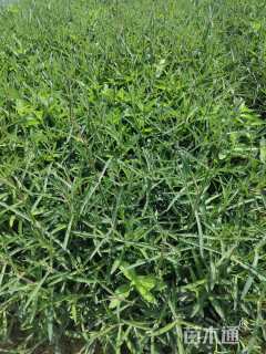 高度25厘米马鞭草