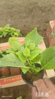 高度20厘米彩叶草