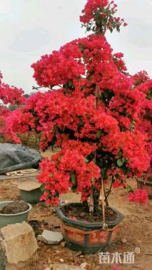 10公分造型三角梅