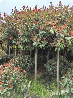 5公分高杆红叶石楠