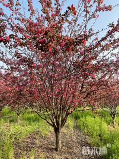 23公分垂丝海棠