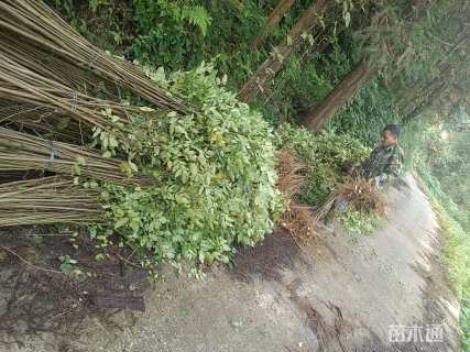 1公分栾树