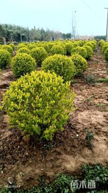 冠幅50厘米金叶女贞球