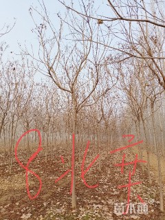 20公分白蜡