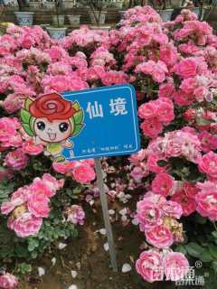 高度50厘米丰花月季