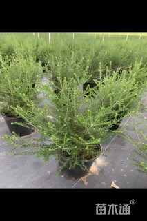 高度30厘米澳洲米花