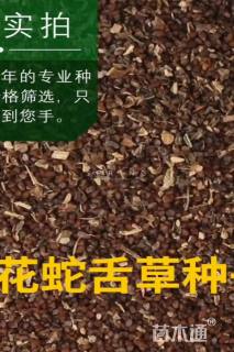 高度20厘米白花蛇舌草