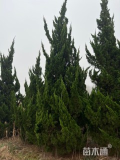 高度450厘米龙柏