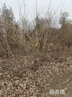 高度180厘米丛生蜡梅