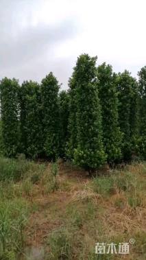 高度300厘米火山榕