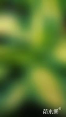 高度15厘米玉簪