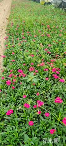 高度15厘米常夏石竹