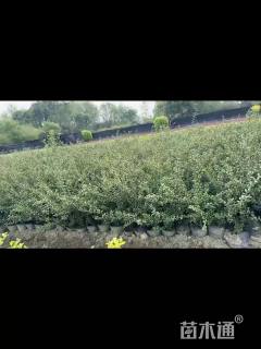 高度25厘米龟甲冬青