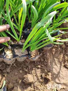 高度20厘米石蒜