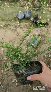 高度30厘米亮绿忍冬小苗