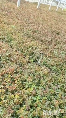 高度30厘米月季