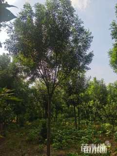 10公分秋紫白蜡