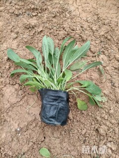 精品蓝霸鼠尾草  