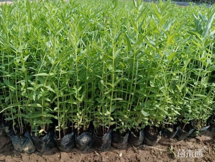 高度20厘米千屈菜