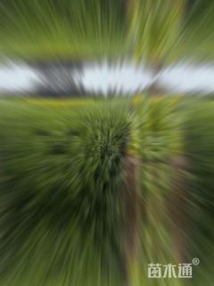 高度50厘米水腊