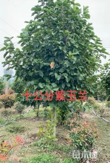 8公分紫玉兰