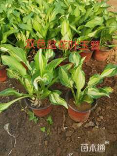 高度20厘米花叶玉簪