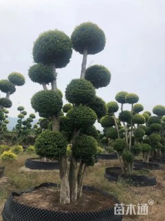 25公分女贞