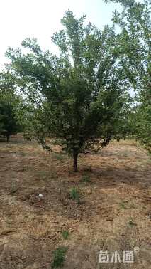 12公分北美海棠