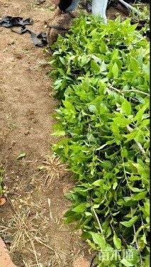 高度150厘米蜡梅