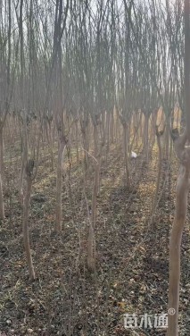 7公分紫薇