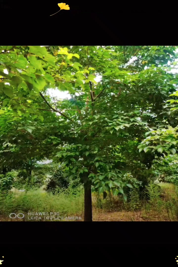 12公分重阳木
