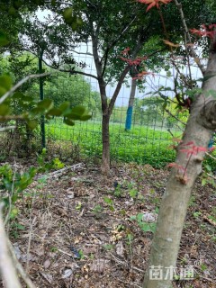 高度1厘米瓜子黄杨