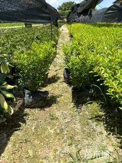 高度30厘米金叶满天星