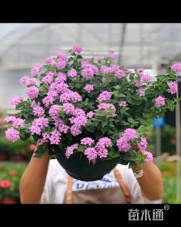 冠幅60厘米五色梅