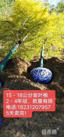 18公分金叶榆